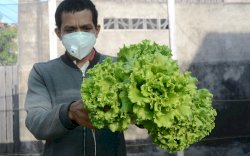 Asyiknya Membudidayakan Selada Hidroponik di Tengah Pandemi