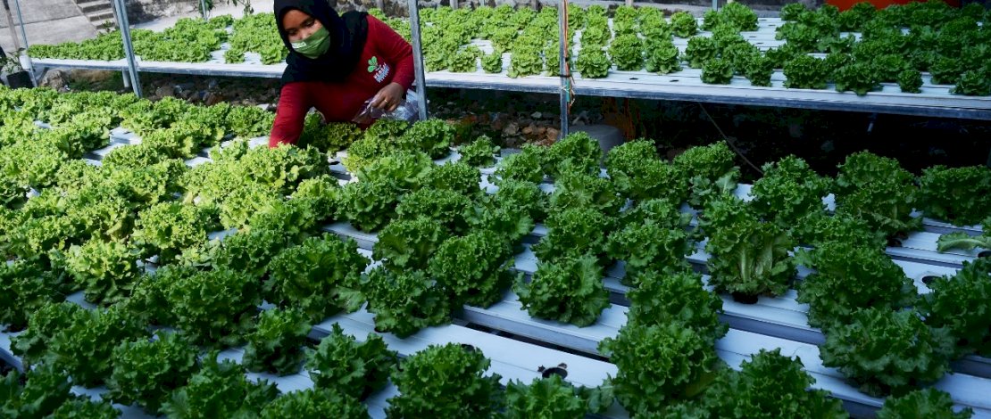 Pekerja memanen tanaman selada yang dibudidaya dengan sistem hidroponik di Kota Parepare, Sulawesi Selatan, Selasa 17 November 2020. Berkebun di rumah dengan tanaman hidroponik menjadi salah satu upaya mendukung pemerintah dalam menjaga ketahanan pangan di tengah pandemi COVID-19 khususnya di wilayah perkotaan. FOTOGRAFER/ZUL KIFLI
