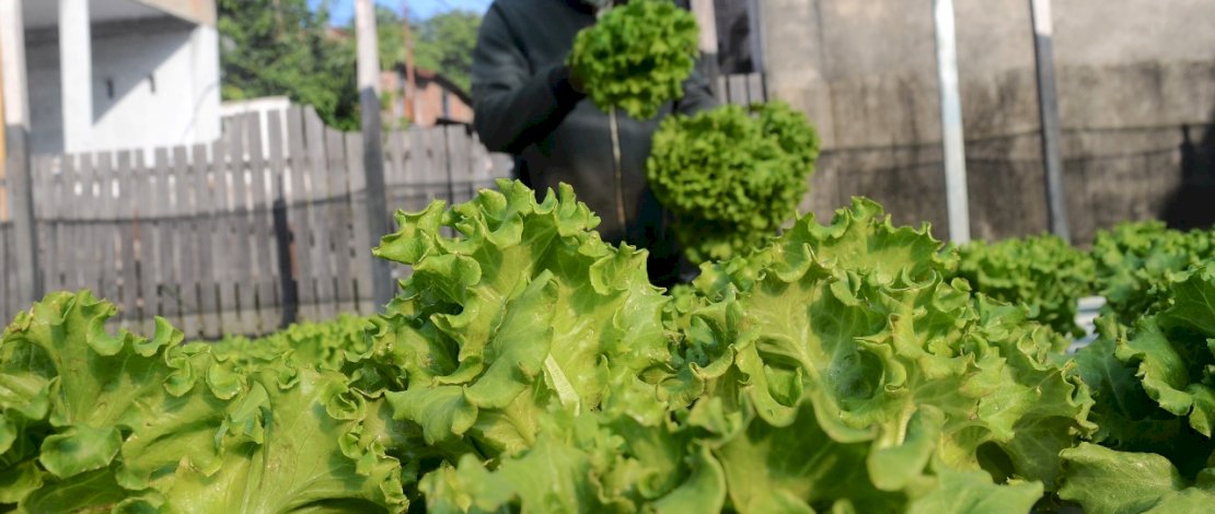Pekerja memanen tanaman selada yang dibudidaya dengan sistem hidroponik di Kota Parepare, Sulawesi Selatan, Selasa 17 November 2020. Berkebun di rumah dengan tanaman hidroponik menjadi salah satu upaya mendukung pemerintah dalam menjaga ketahanan pangan di tengah pandemi COVID-19 khususnya di wilayah perkotaan. FOTOGRAFER/ZUL KIFLI