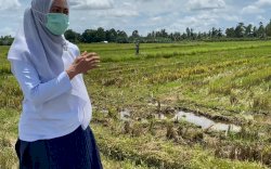 Usai Debat di Makassar, IDP Langsung ke Sawah