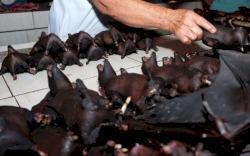 Mengejutkan, Pasar Hewan di Wuhan China Kembali Dibuka 